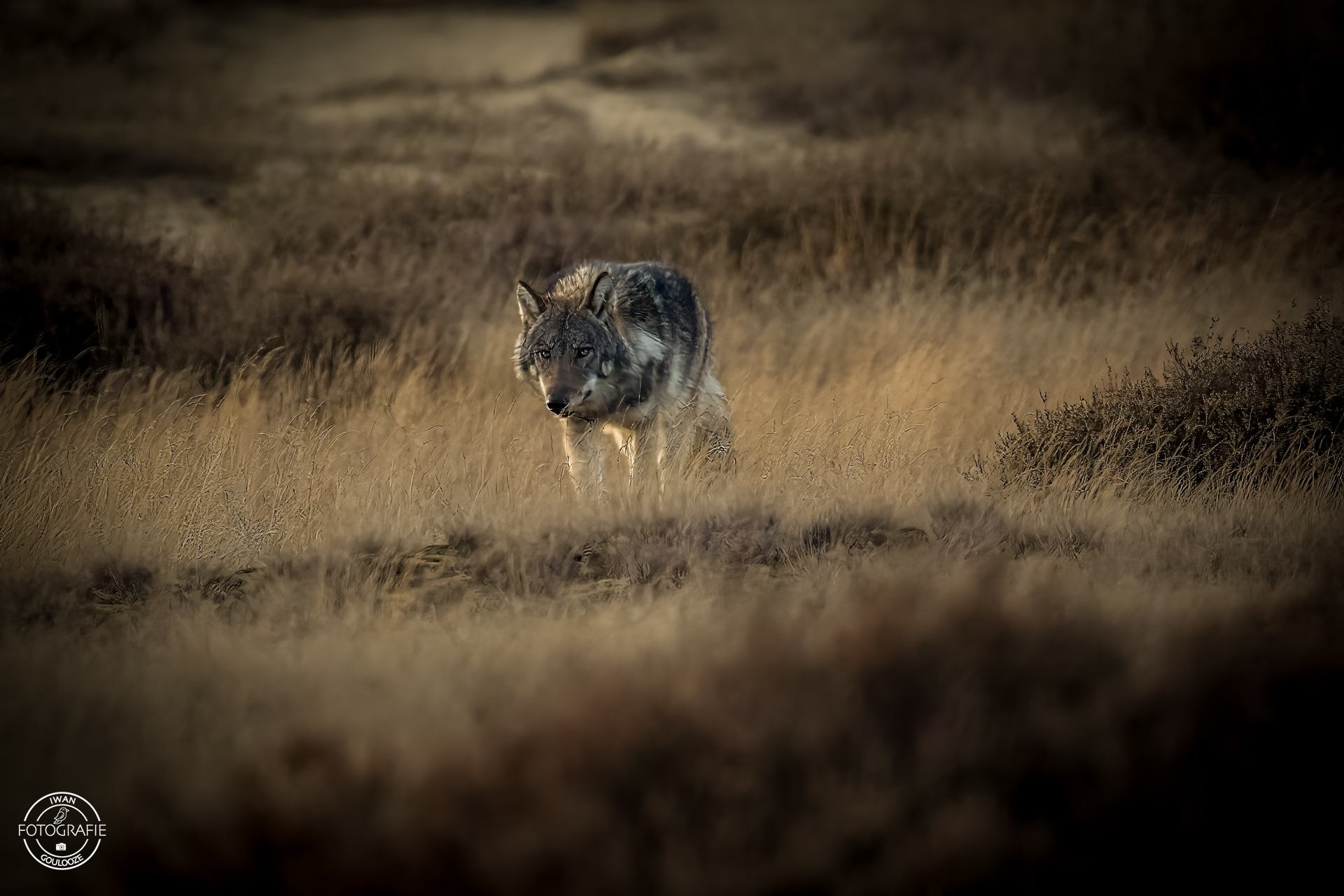 11 november 2022 171432 1R2A6759 bewerkt bewerkt